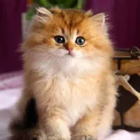 مرکز خوشگل ترین گربه بریتیش دنیا