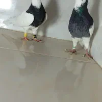کفتر،طوقی ، شامی ، شهری،