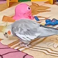 عروس گمشده