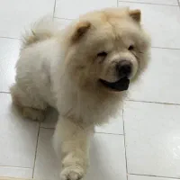 چاوچاو