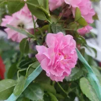 نهال|گل و گیاه طبیعی|کرج, شهرک رضوانیه|دیوار