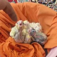 جوجه عروس هلندی