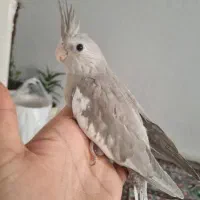 عروس هلندی رام و دستی