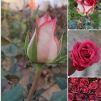 کارگر برای آبیاری