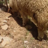 سه عدد بره نر