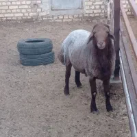 بره کشتاری نر وماده