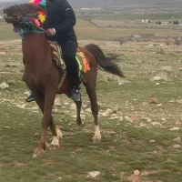 اسب