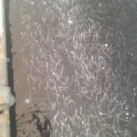 فروش بچه ماهی قزل الاه نژاد اکوالر یک گرم به بالا
