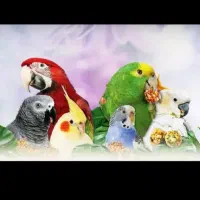 عروس هلندی،کوتوله،فنچ ومرغ عشق جوجه وبالغ