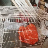 قفس پرنده