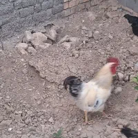خروس فروشی