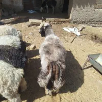 بره نر