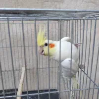 فروش عروس هلندی ۷ عدد مولد