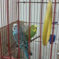 یک جفت مرغ عشق.