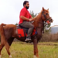 اسب سیلمی عربمصری