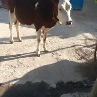 گوساله سه تا