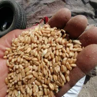 گندم پاک وتمیز