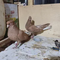 کبوتر رنگه جفتگاه و پرشی