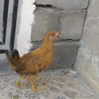 جوجه
