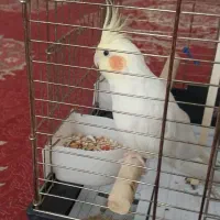 عروس هلندی