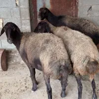 چهارعدد گوسفند دوتا شیشک دوتا سه شکم قوچ خورده