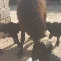 گوسفند دوقل زا