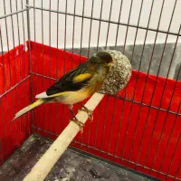 قناری ماده جفت نخورده برای سهره وقناری