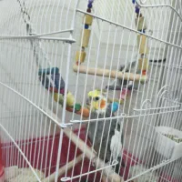 عروس هلندی نر آواز خان