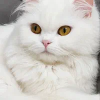 گربه