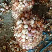 ‌پیاز|خوردنی و آشامیدنی|چاروسا, |دیوار