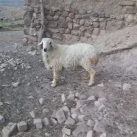 بره نر