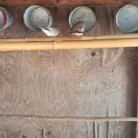 فنچ کینگ|پرنده|بندرعباس, |دیوار