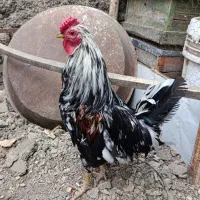 خروس جوان محلی