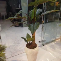 درخت الوکازیا قد ۱۶۰