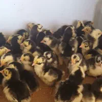 جوجه مرغ بلژیکی ولوهمن