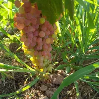 فروش باغ انگور و گردو درضیاآباد تاکستان