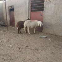 میش