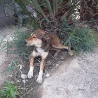 سگ نگهبان