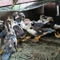 جوجه اردک اسرائیلی