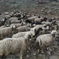 فروش پشم گوسفند