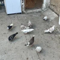 ۷عدد کفتر پرشی تخم گذار