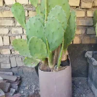 گل کاکتوس مقاوم به گرما