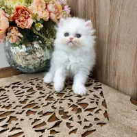گربه پرشین شجره دار