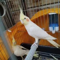 عروس هلندی مولد سهره نر وقناری نر