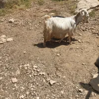 بز حامله دو قلوزا