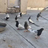 کبوتر