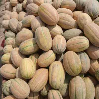 فروش خربزه جانان عسلی