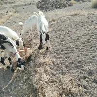 بز پاکستانی اصل مناسب برای داشتی
