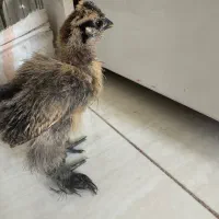 جوجه نژاد دار