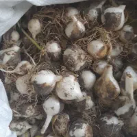 موسیر خیس وخشک